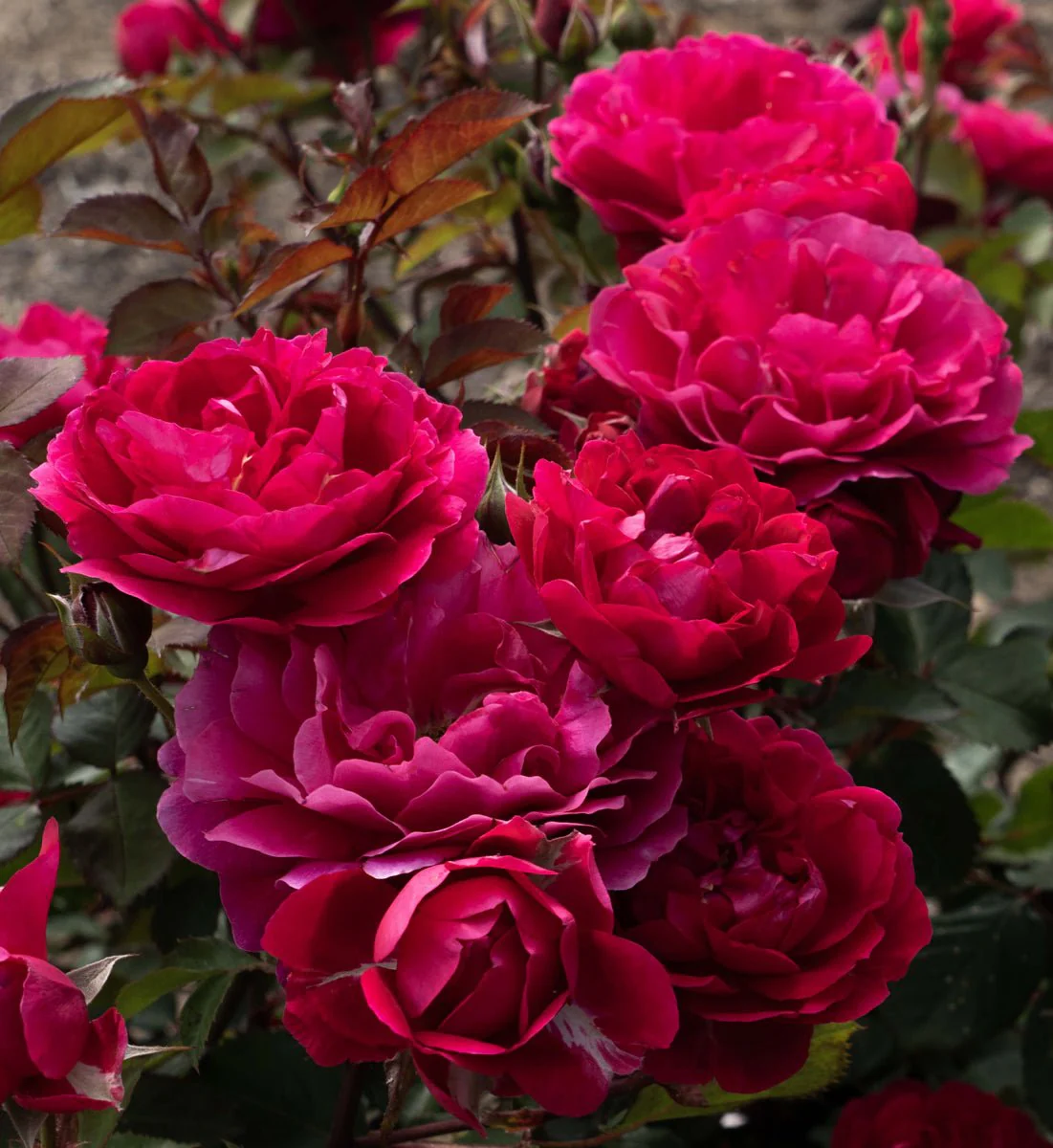 Triple Knock Out® Rose - Image 3