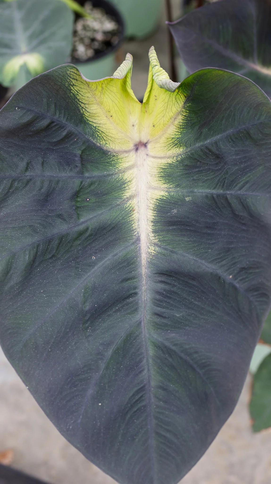 Tropical Storm Elephant Ear - Image 2