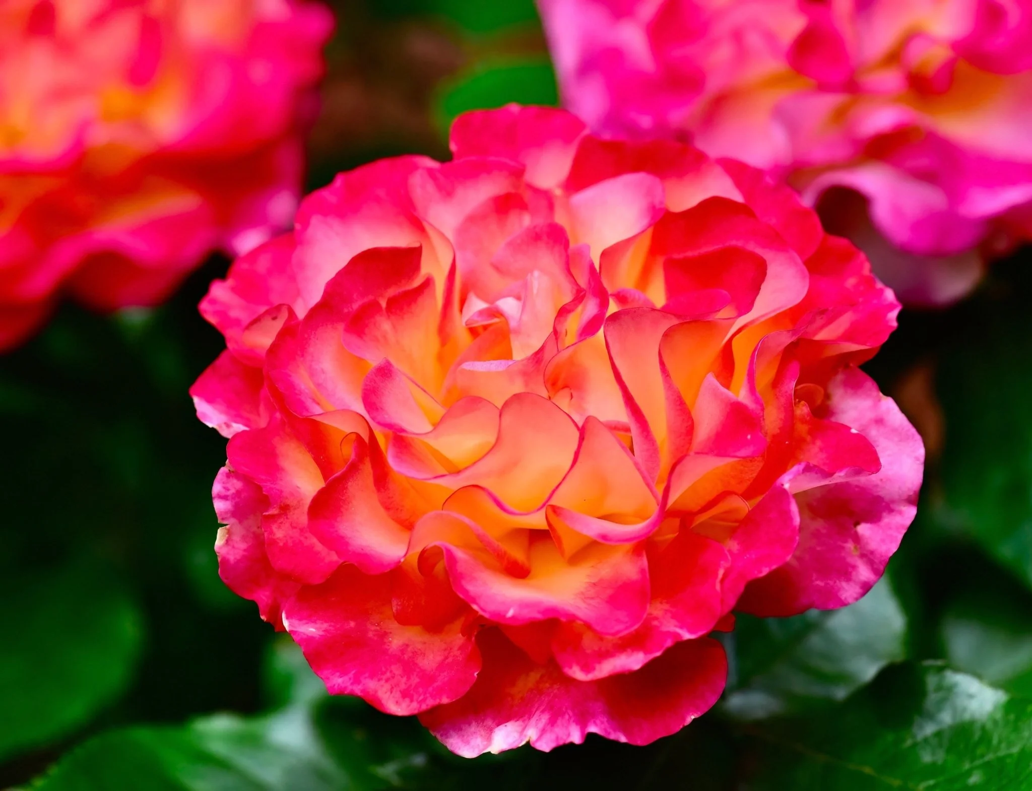 True Bloom™ True Sincerity Floribunda Rose