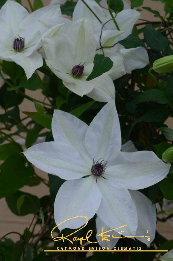 Tsukiko™ Clematis - Image 10