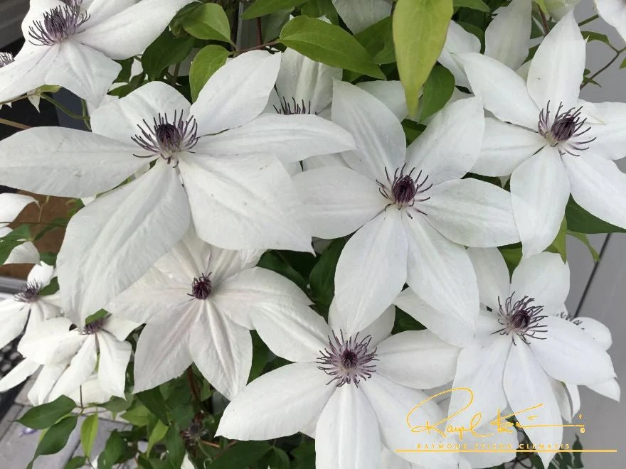 Tsukiko™ Clematis - Image 2