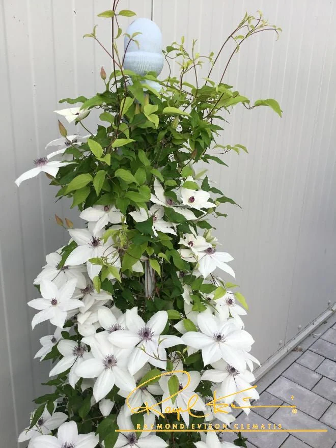 Tsukiko™ Clematis - Image 3