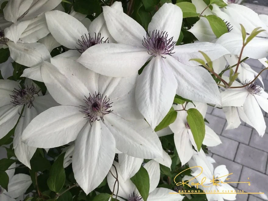 Tsukiko™ Clematis - Image 4