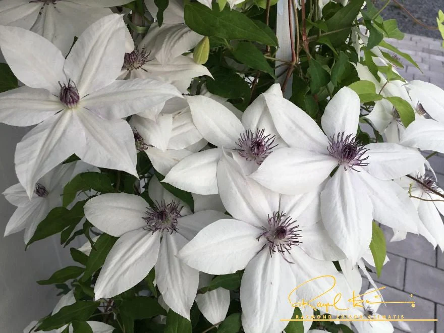 Tsukiko™ Clematis - Image 5