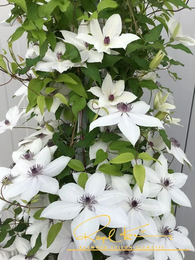 Tsukiko™ Clematis - Image 7