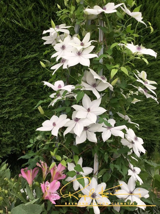Tsukiko™ Clematis - Image 9