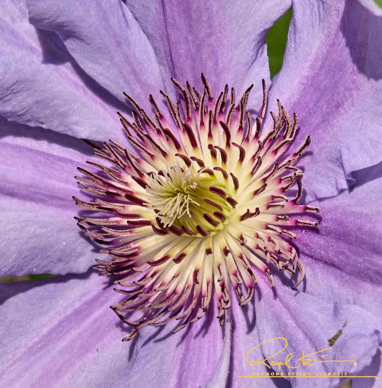 Tumaini™ Clematis - Image 2