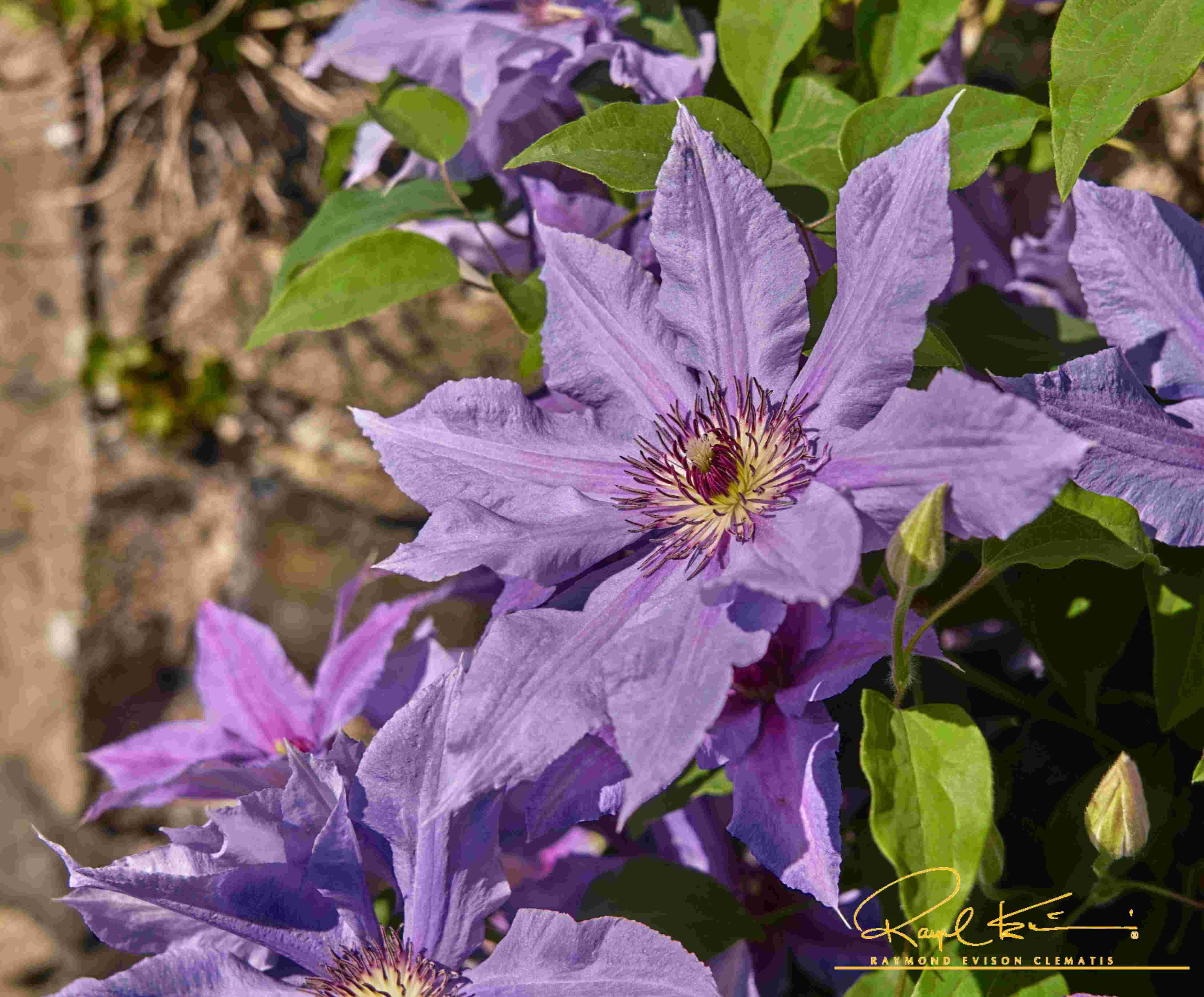 Tumaini™ Clematis - Image 3