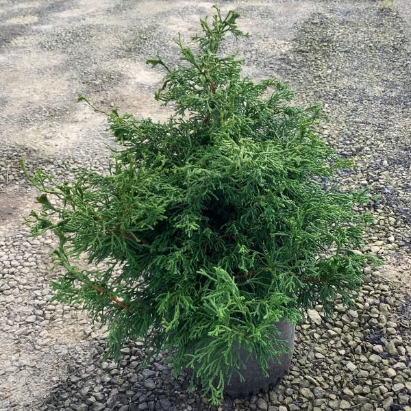 Twisted Hinoki False Cypress - Image 2