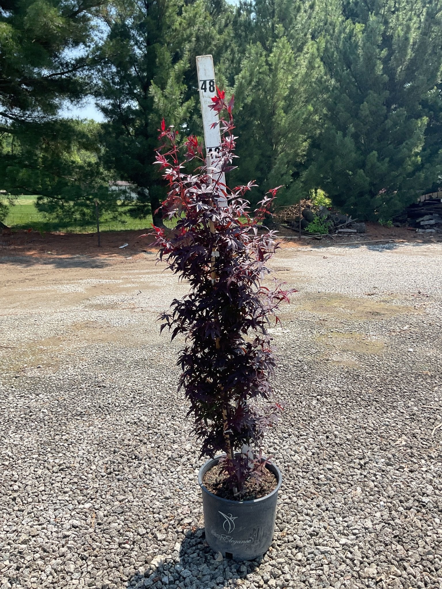 Twombly's Red Sentinel Japanese Maple Tree