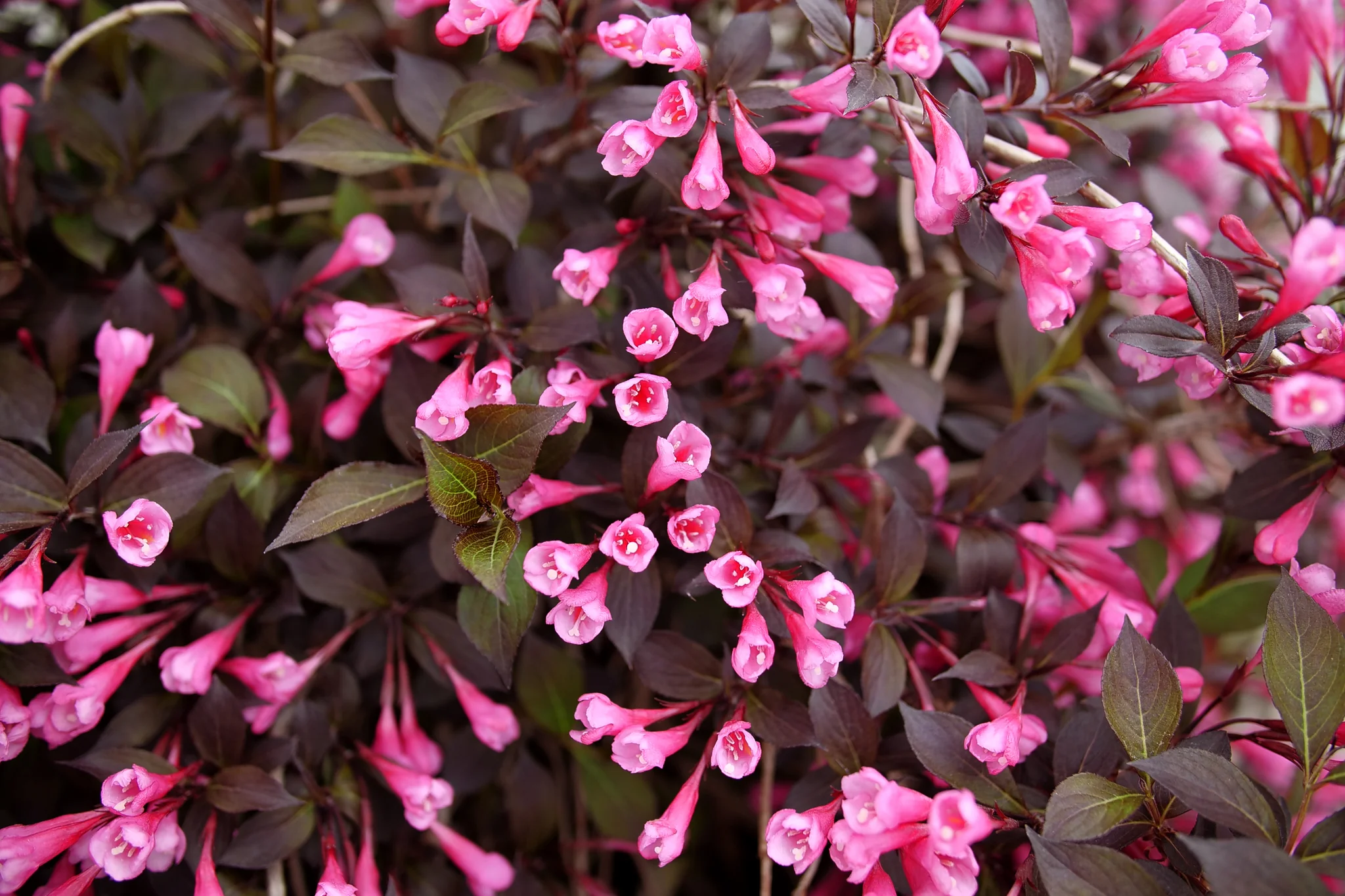 Very Fine Wine® Weigela - Image 2