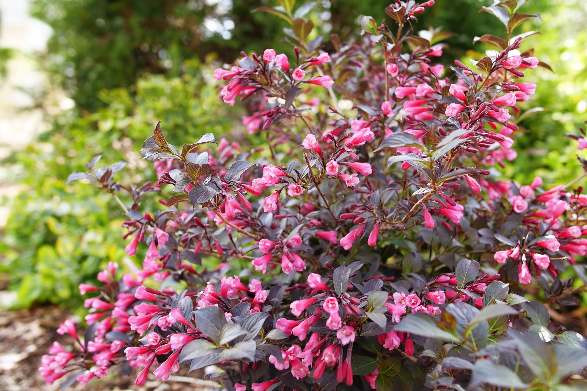 Very Fine Wine® Weigela - Image 3
