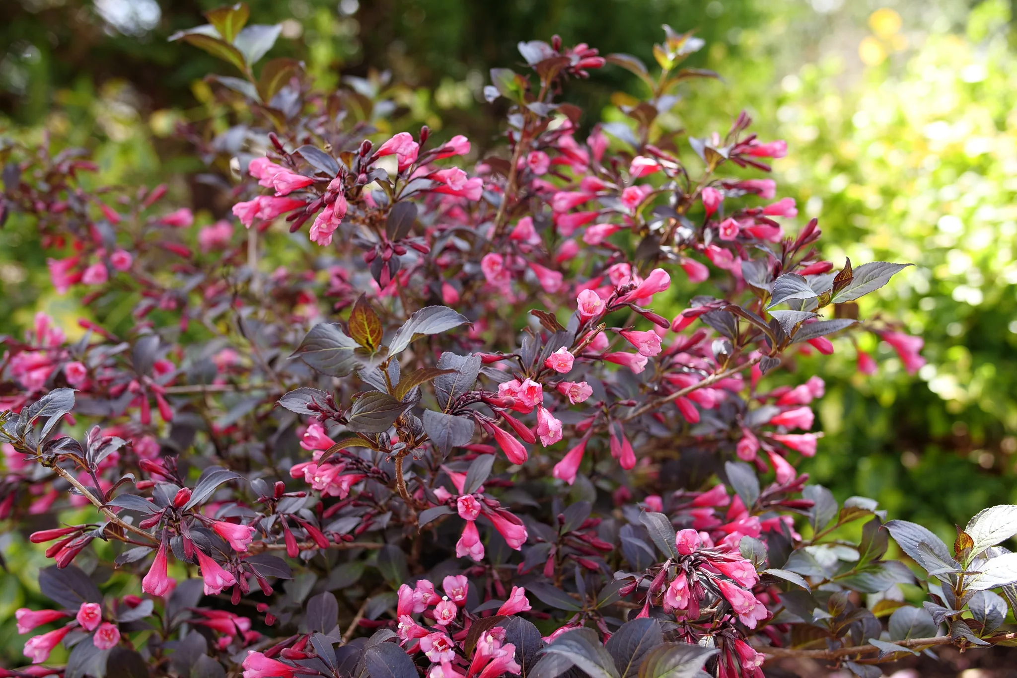 Very Fine Wine® Weigela - Image 4