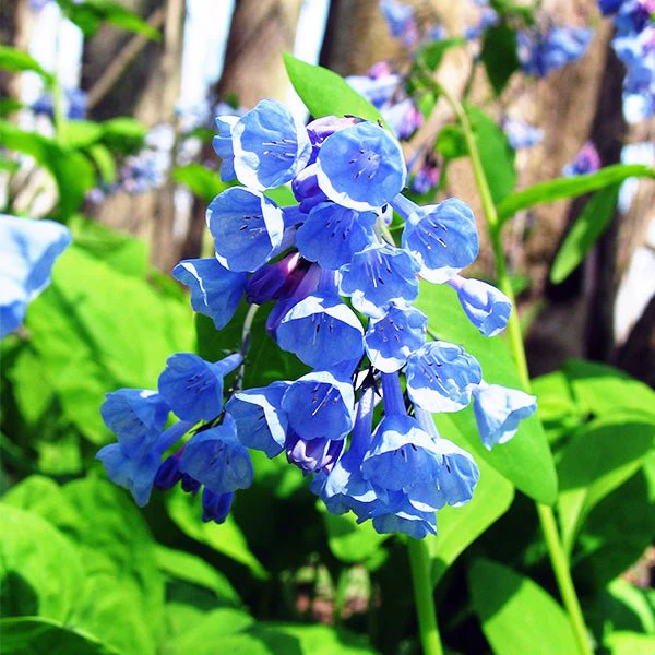 Virginia Bluebell - Image 2