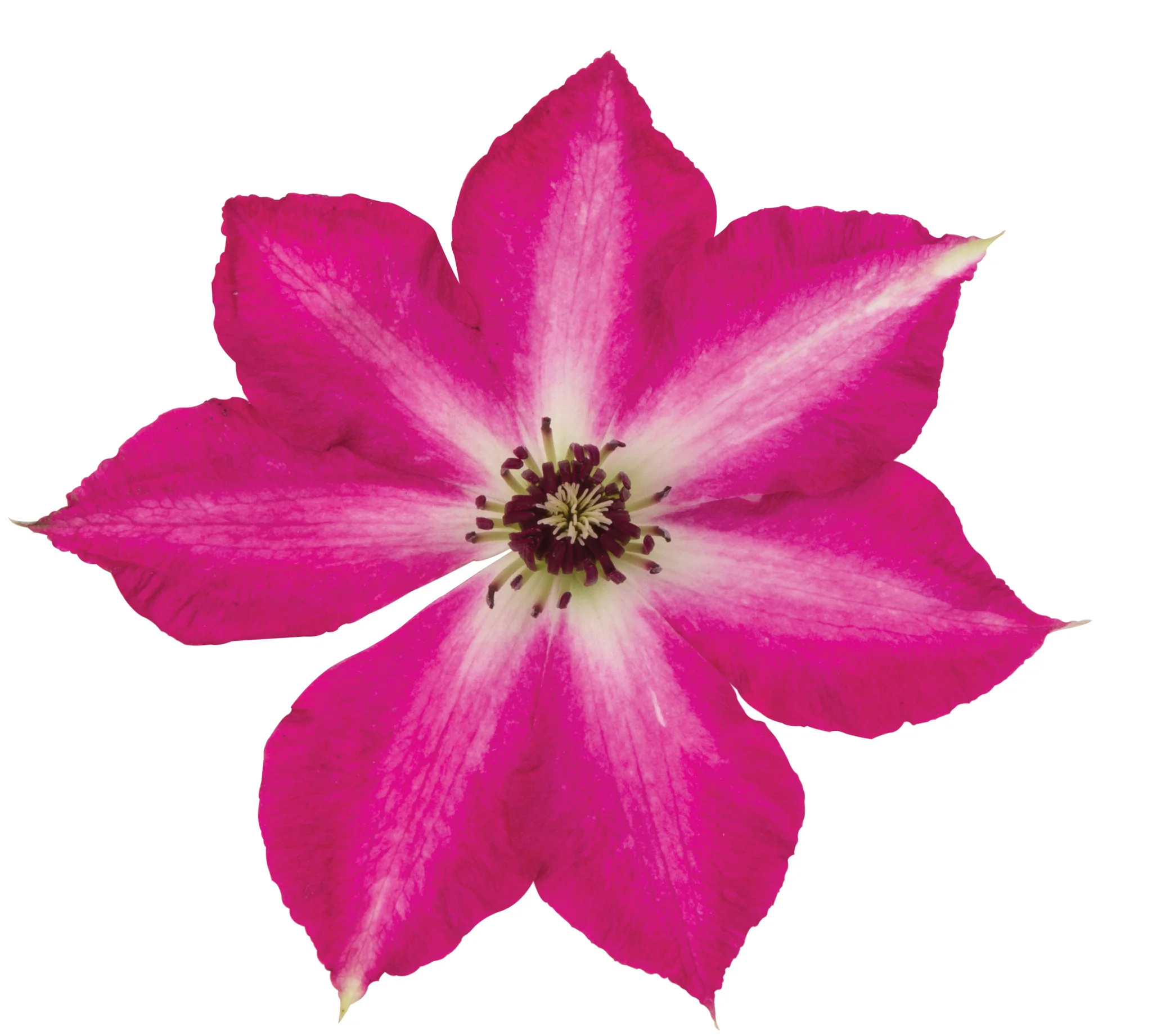 Viva Polonia Clematis - Image 2