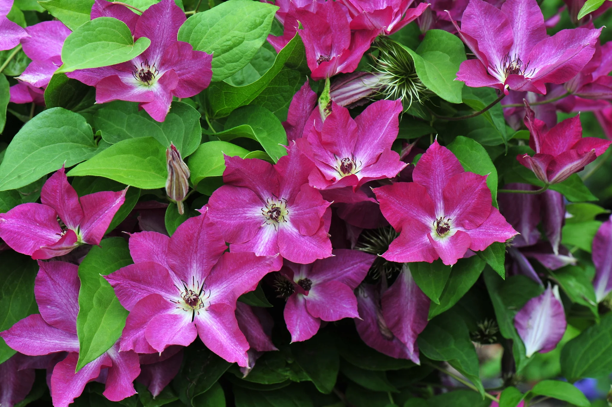 Viva Polonia Clematis - Image 3