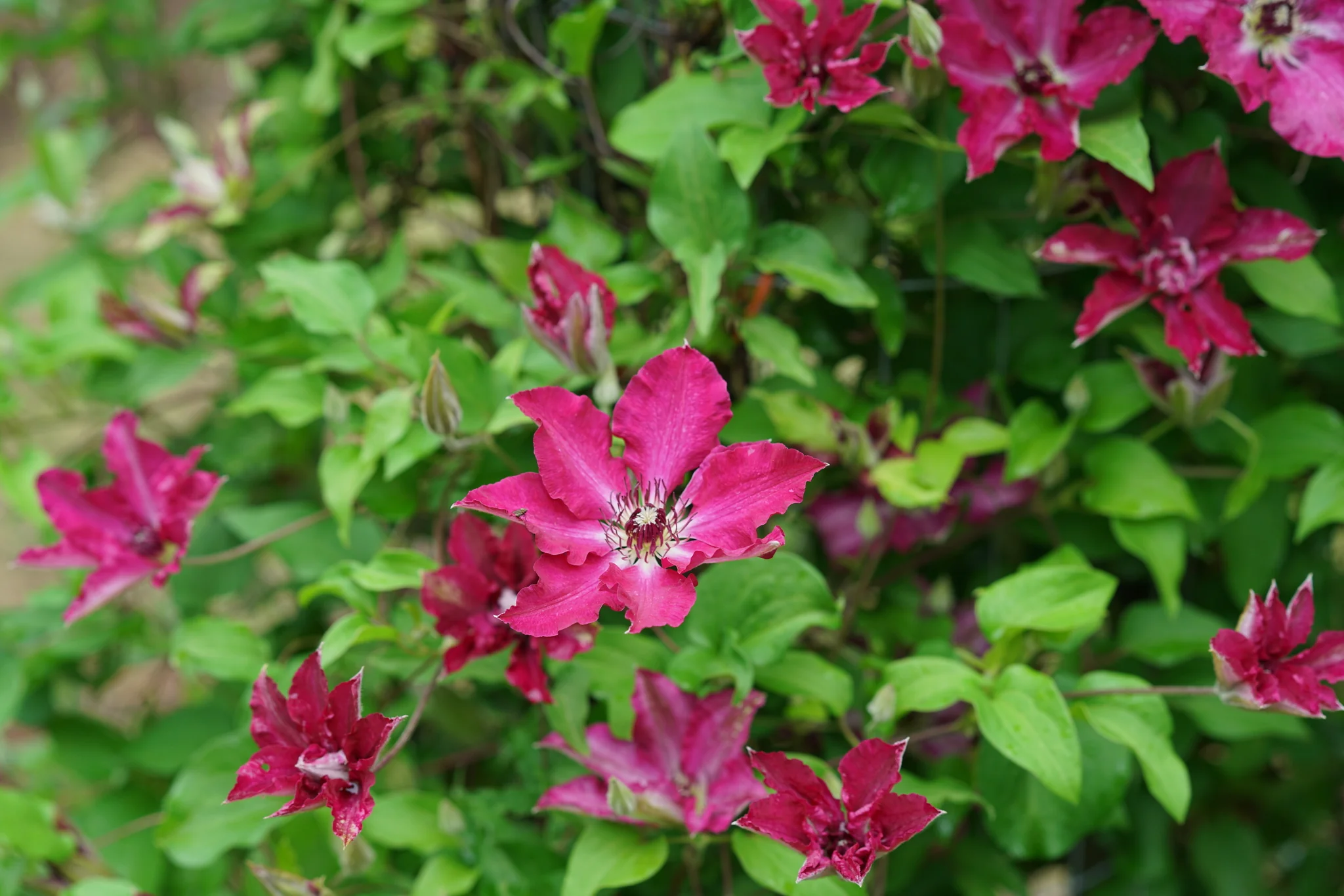 Viva Polonia Clematis - Image 4