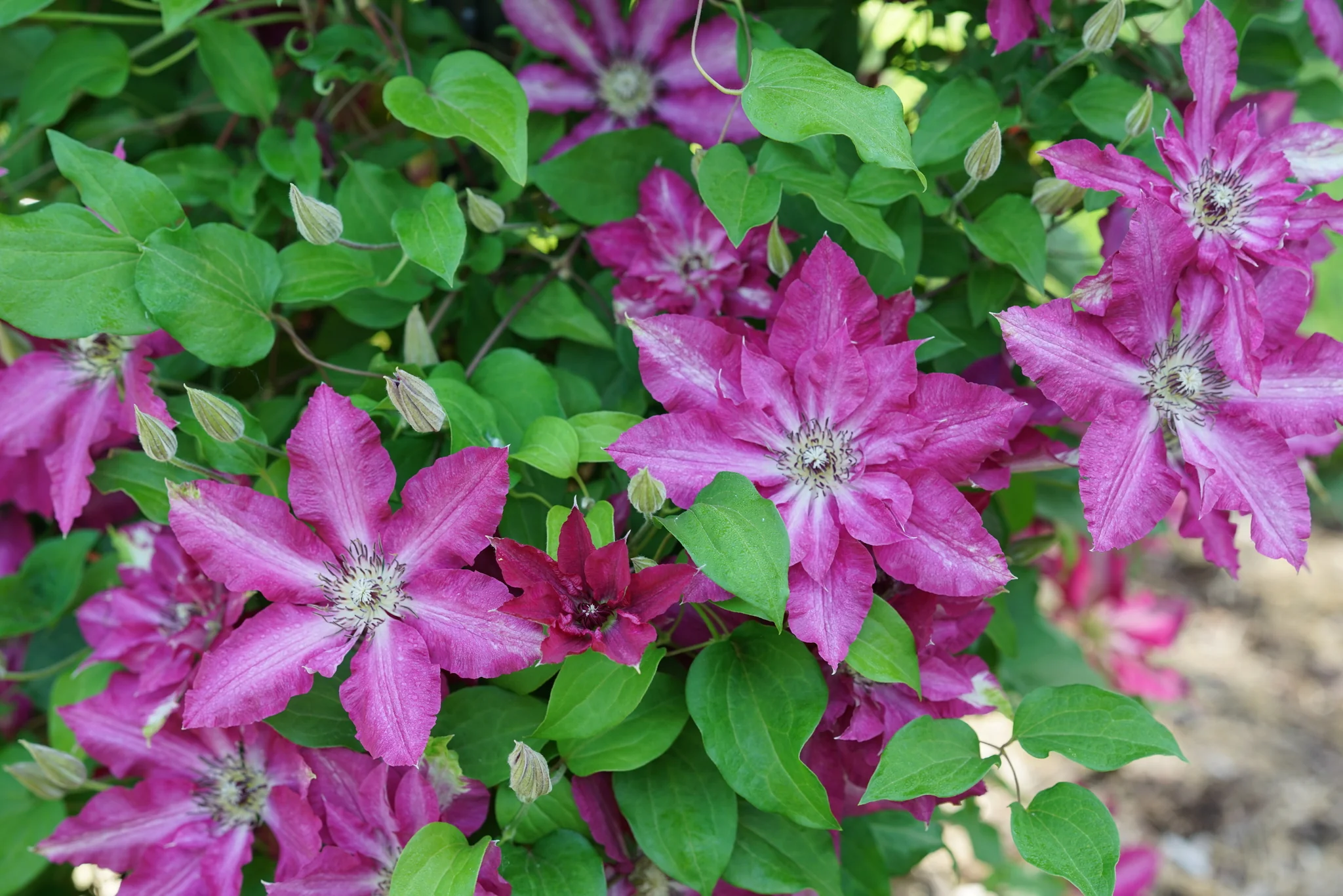 Viva Polonia Clematis - Image 5