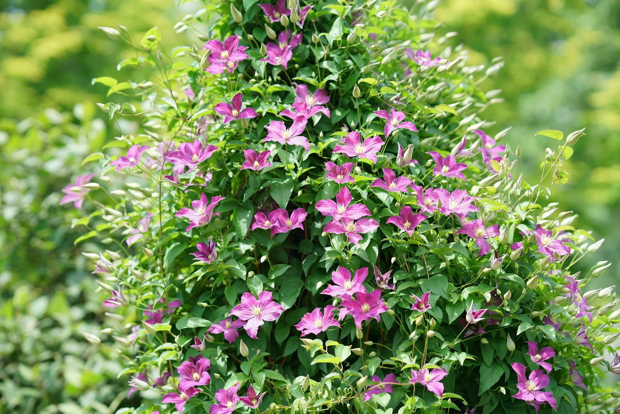 Viva Polonia Clematis - Image 7