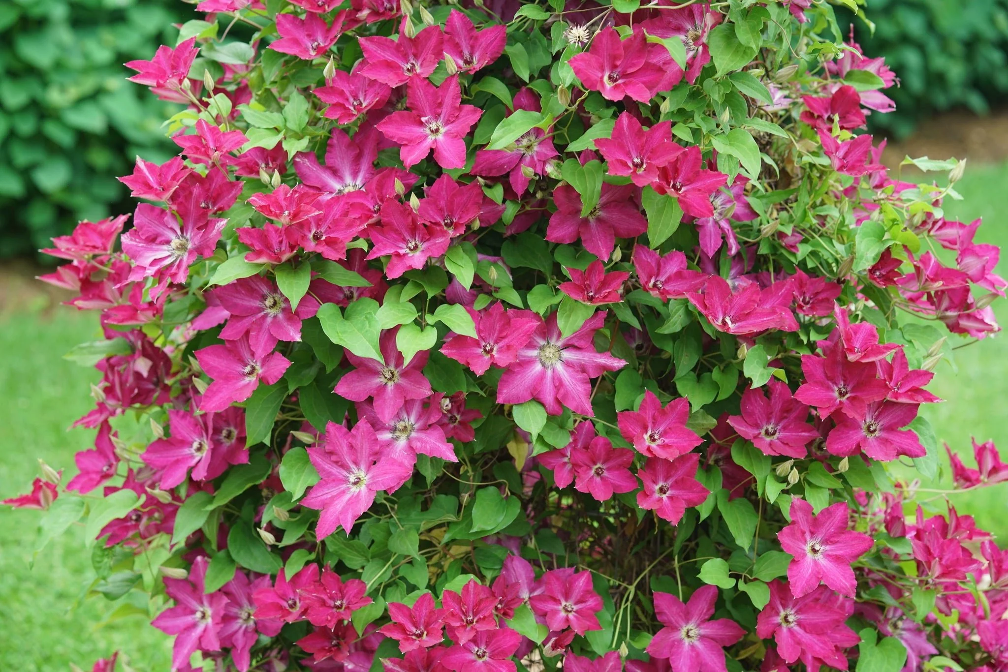 Viva Polonia Clematis - Image 8