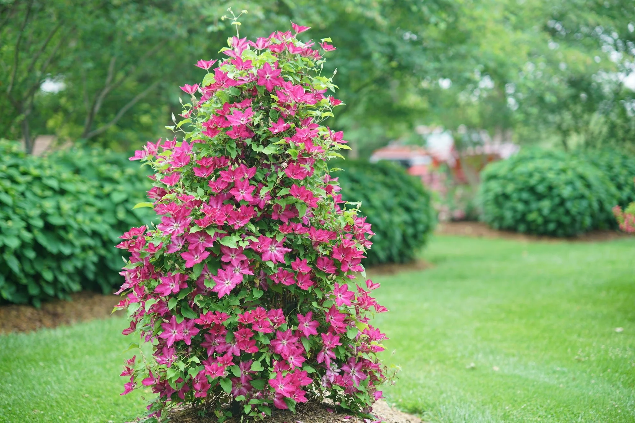 Viva Polonia Clematis - Image 9