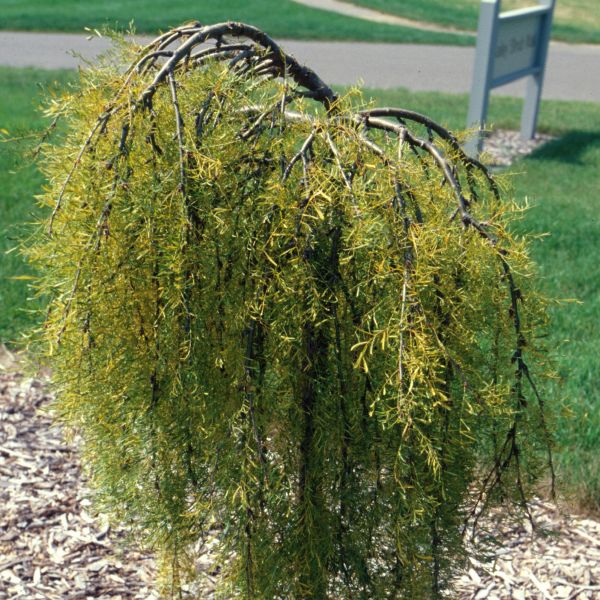 Walker Weeping Pea Shrub - Tree Form