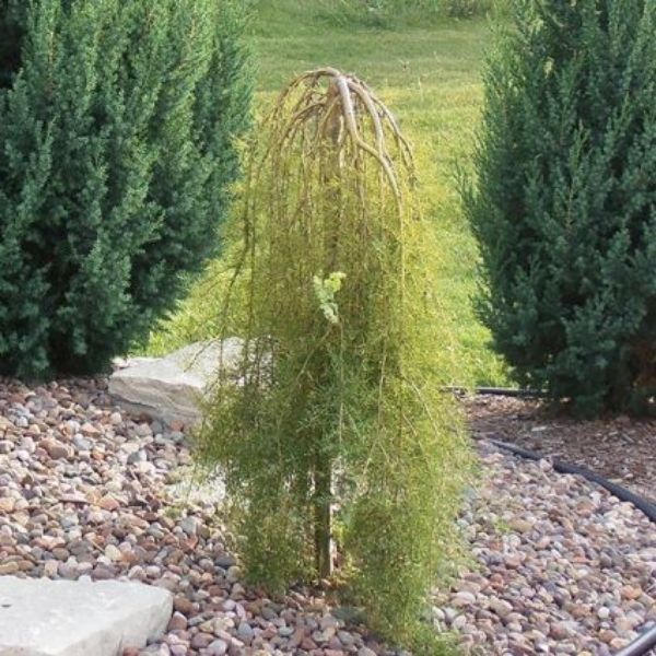 Walker Weeping Pea Shrub - Tree Form - Image 3