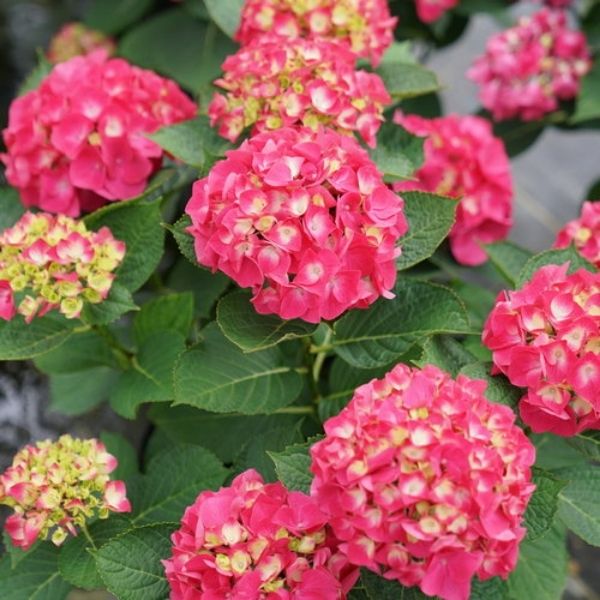 Wee Bit Giddy® Bigleaf Hydrangea - Image 2