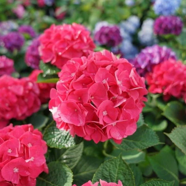 Wee Bit Giddy® Bigleaf Hydrangea - Image 3