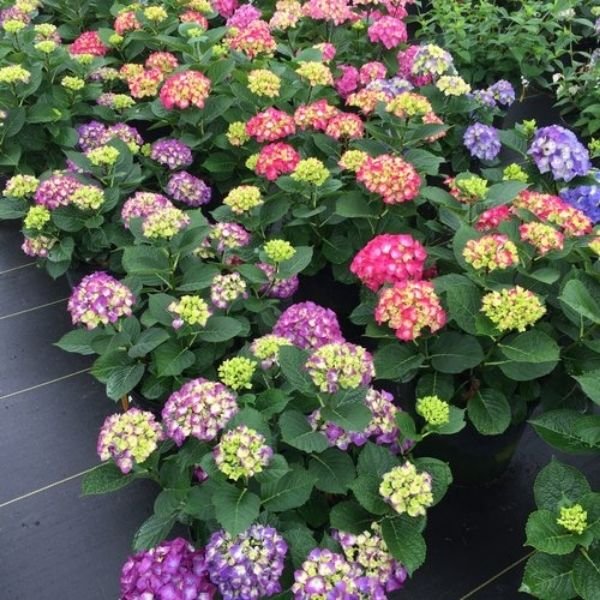 Wee Bit Giddy® Bigleaf Hydrangea - Image 4