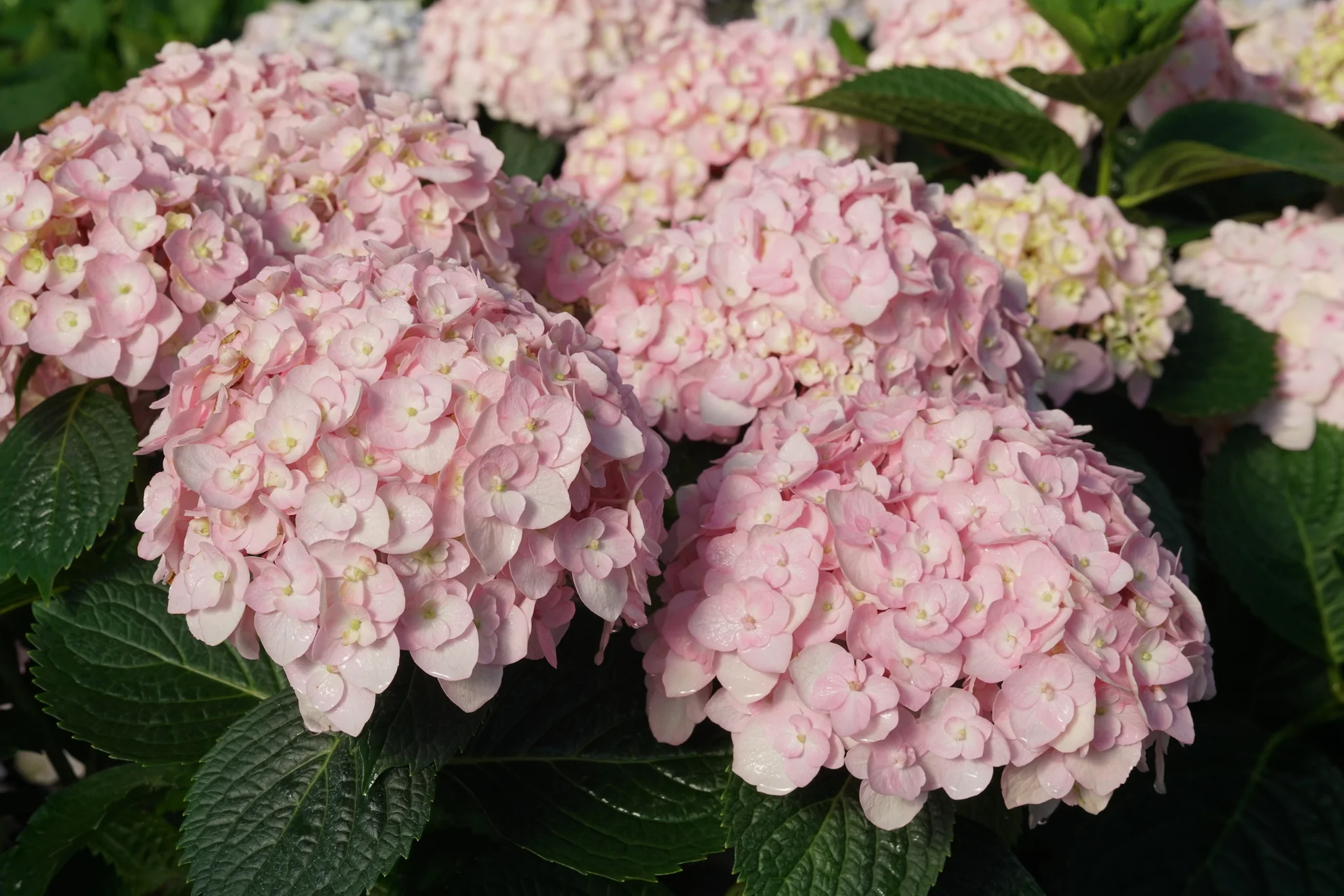 Wee Bit Innocent Hydrangea