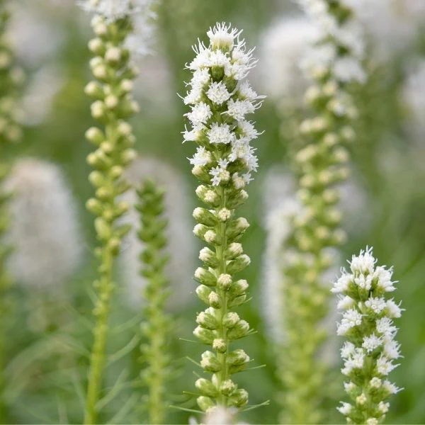 White Gayfeather - Image 3