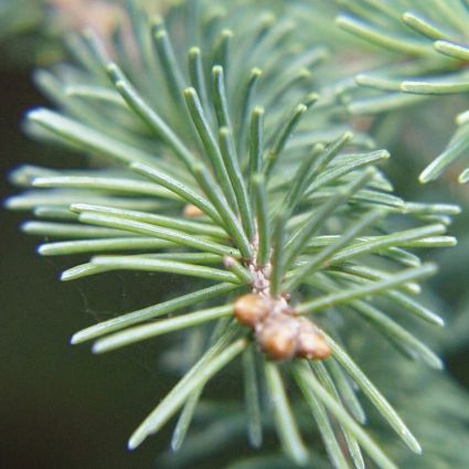 White Spruce Tree - Image 2