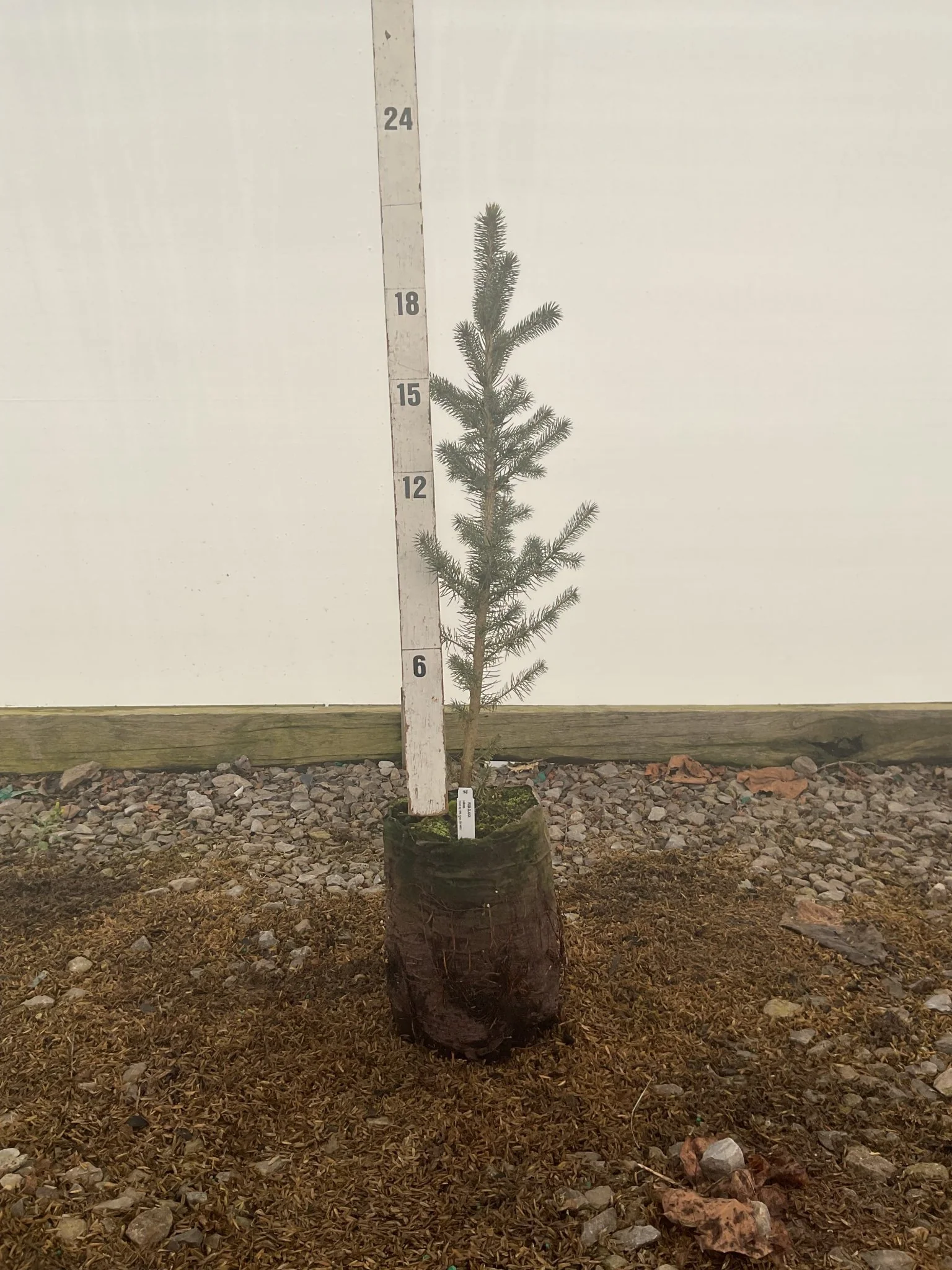 White Spruce Tree - Image 3
