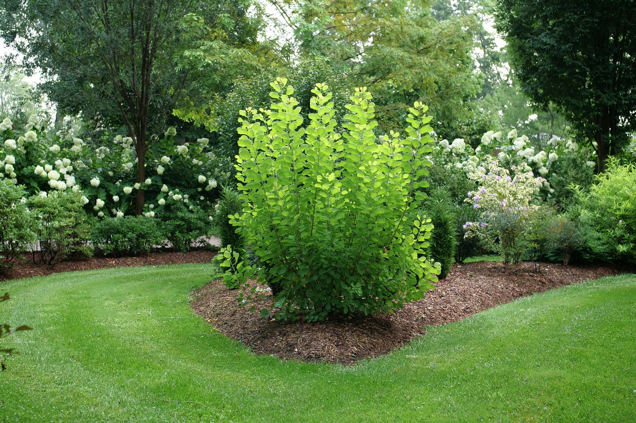 Winecraft Gold® Smokebush - Image 10