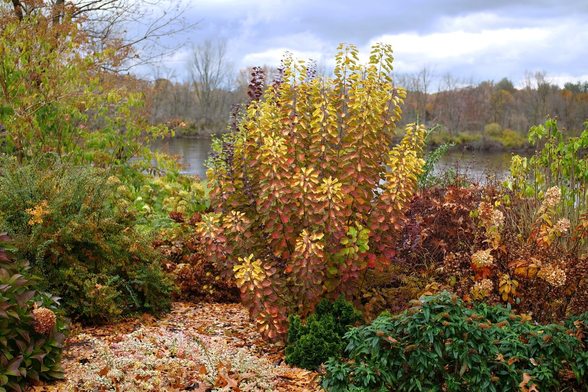 Winecraft Gold® Smokebush - Image 11