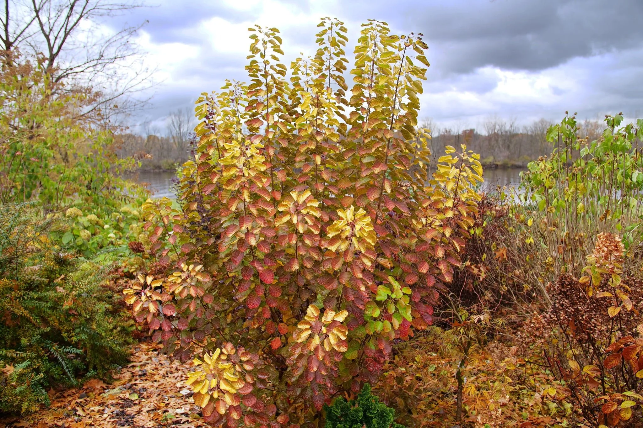 Winecraft Gold® Smokebush - Image 12