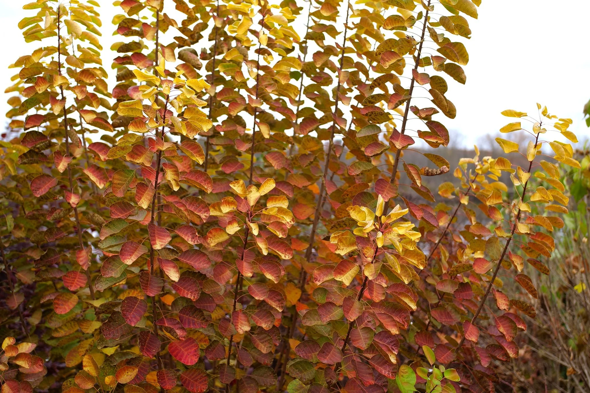 Winecraft Gold® Smokebush - Image 13
