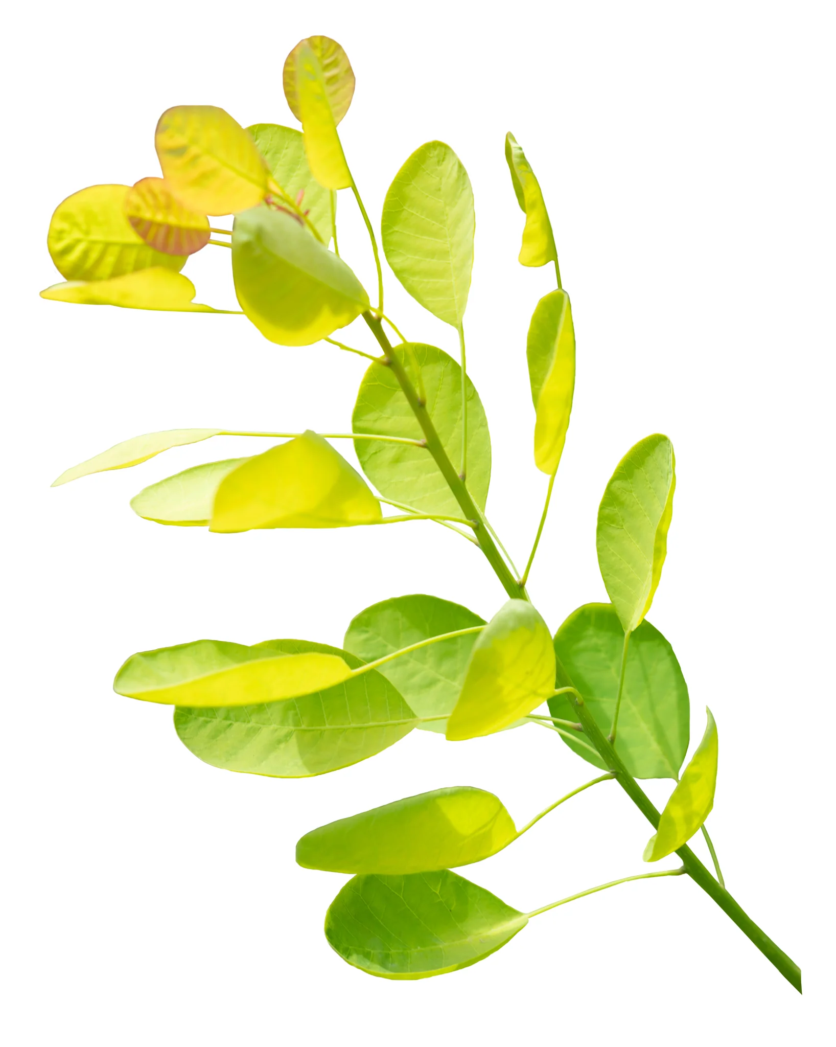 Winecraft Gold® Smokebush - Image 14