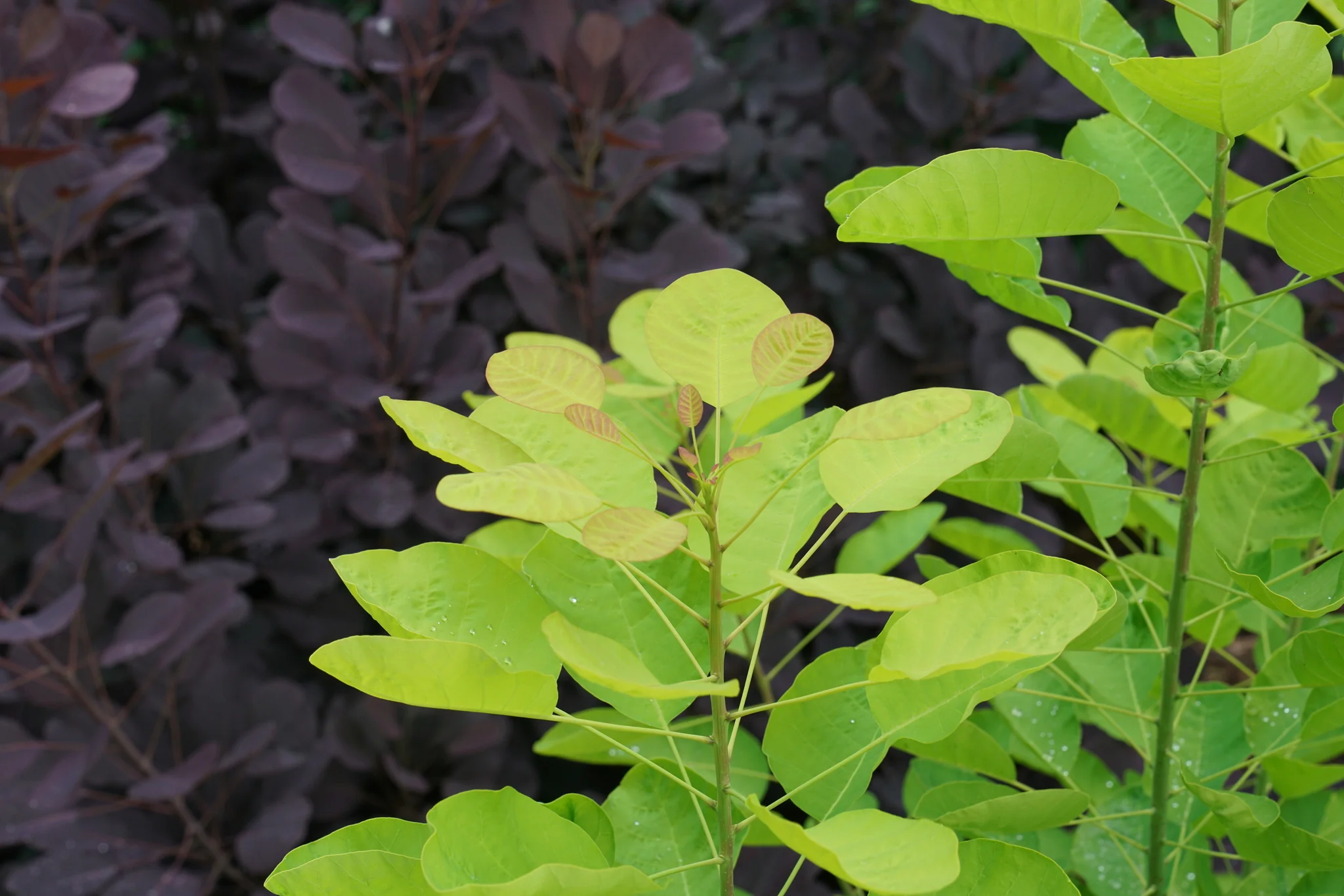 Winecraft Gold® Smokebush - Image 3