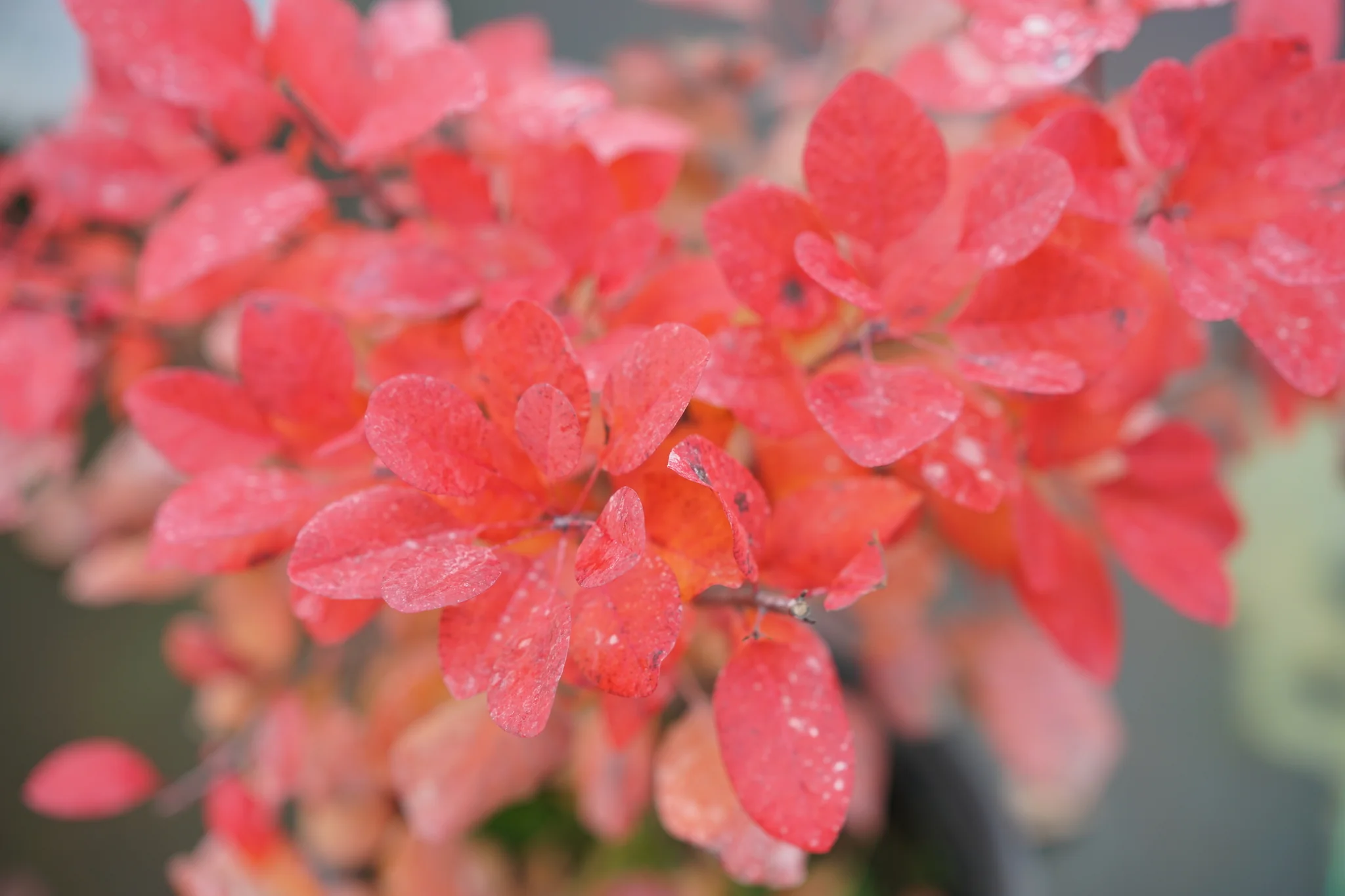 Winecraft Gold® Smokebush - Image 4