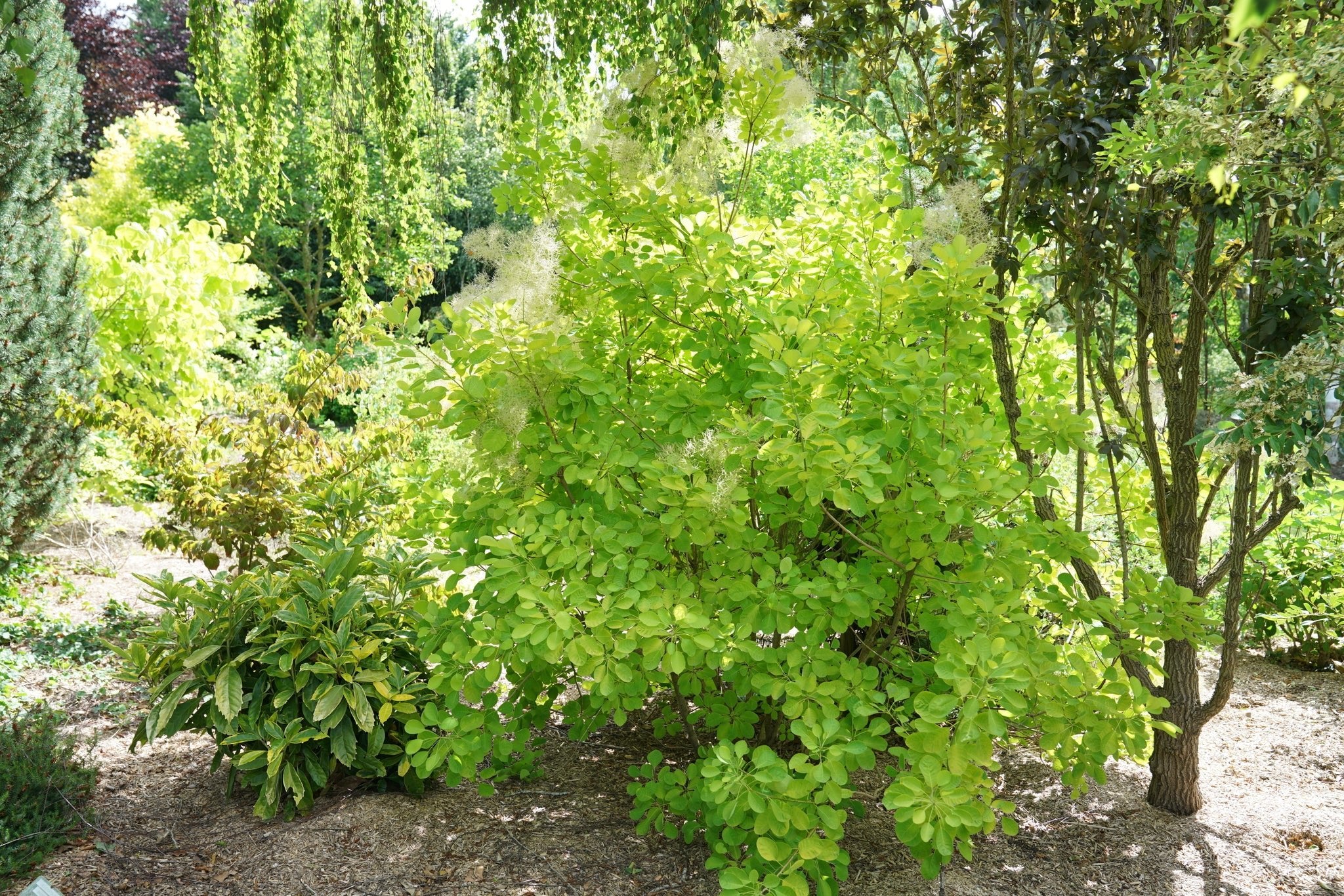 Winecraft Gold® Smokebush - Image 5