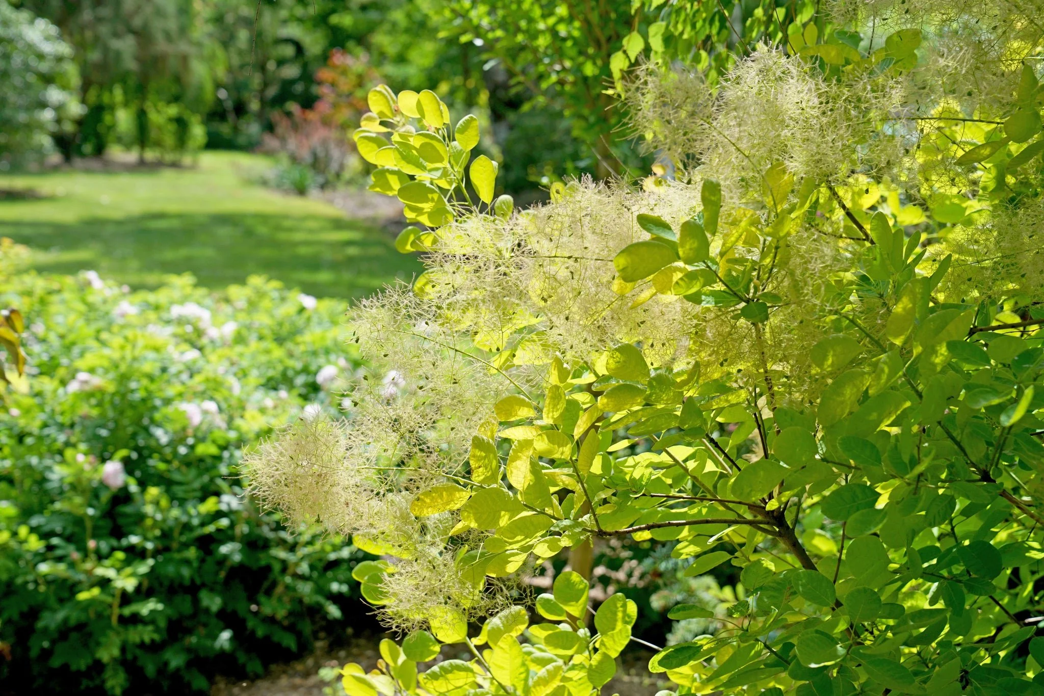 Winecraft Gold® Smokebush - Image 6