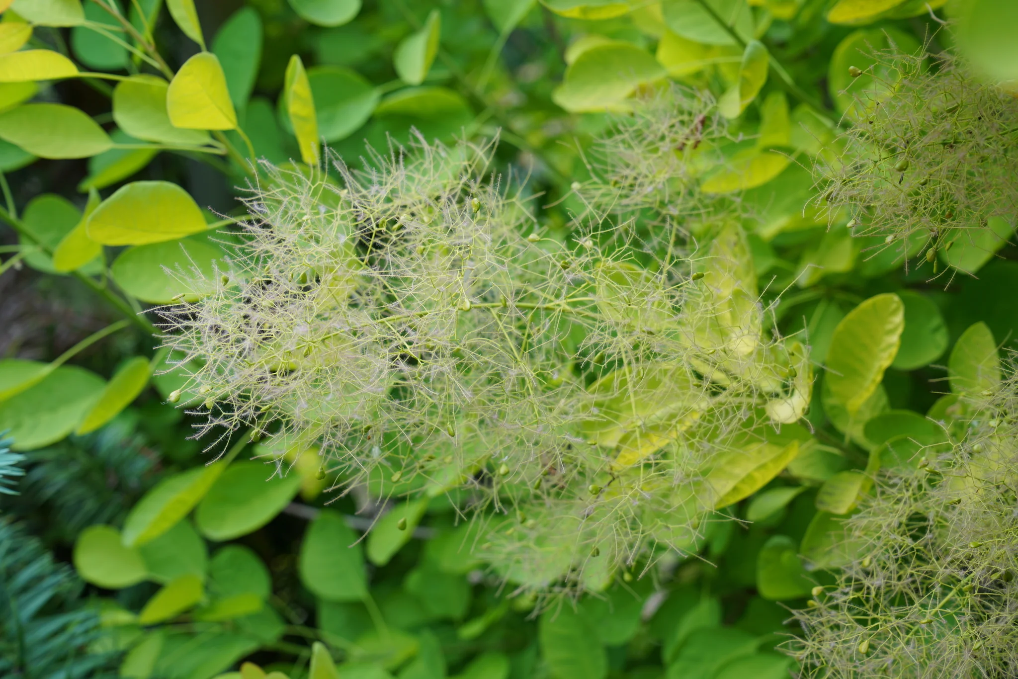 Winecraft Gold® Smokebush - Image 7