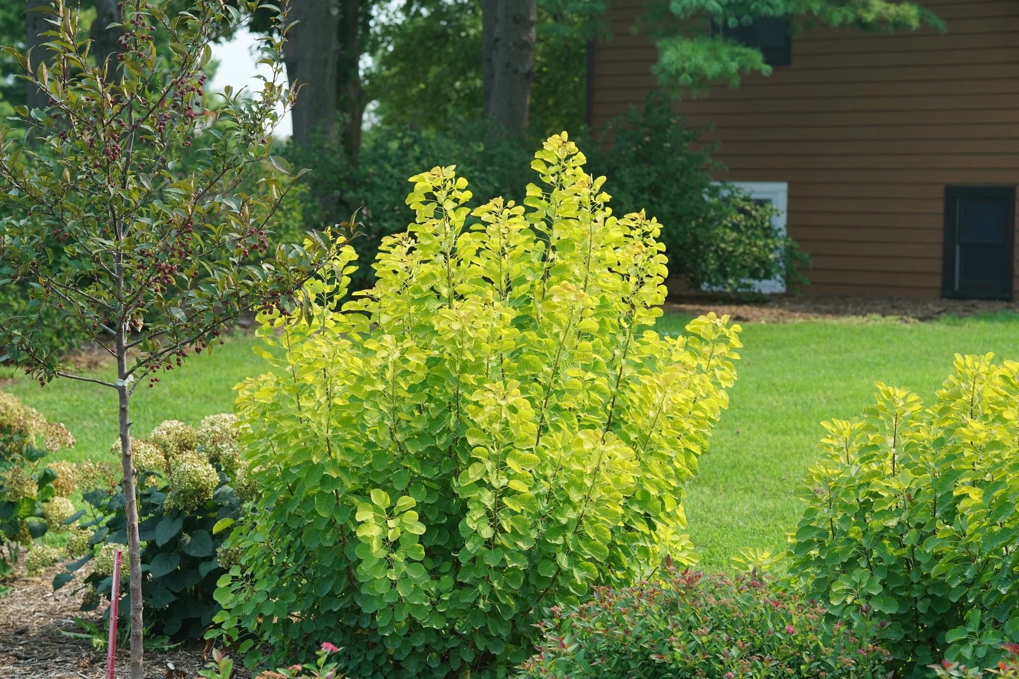 Winecraft Gold® Smokebush - Image 8