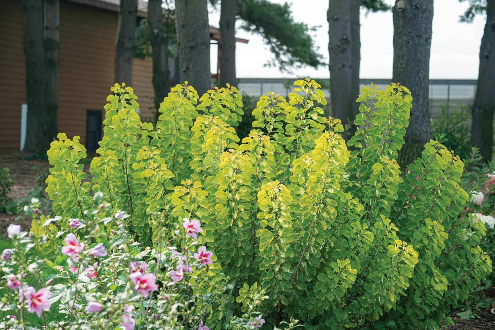 Winecraft Gold® Smokebush - Image 9