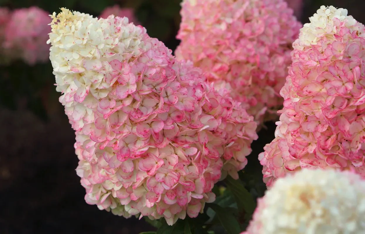 WorryFree® Love-A-Lot™ Pink Hydrangea - Image 2