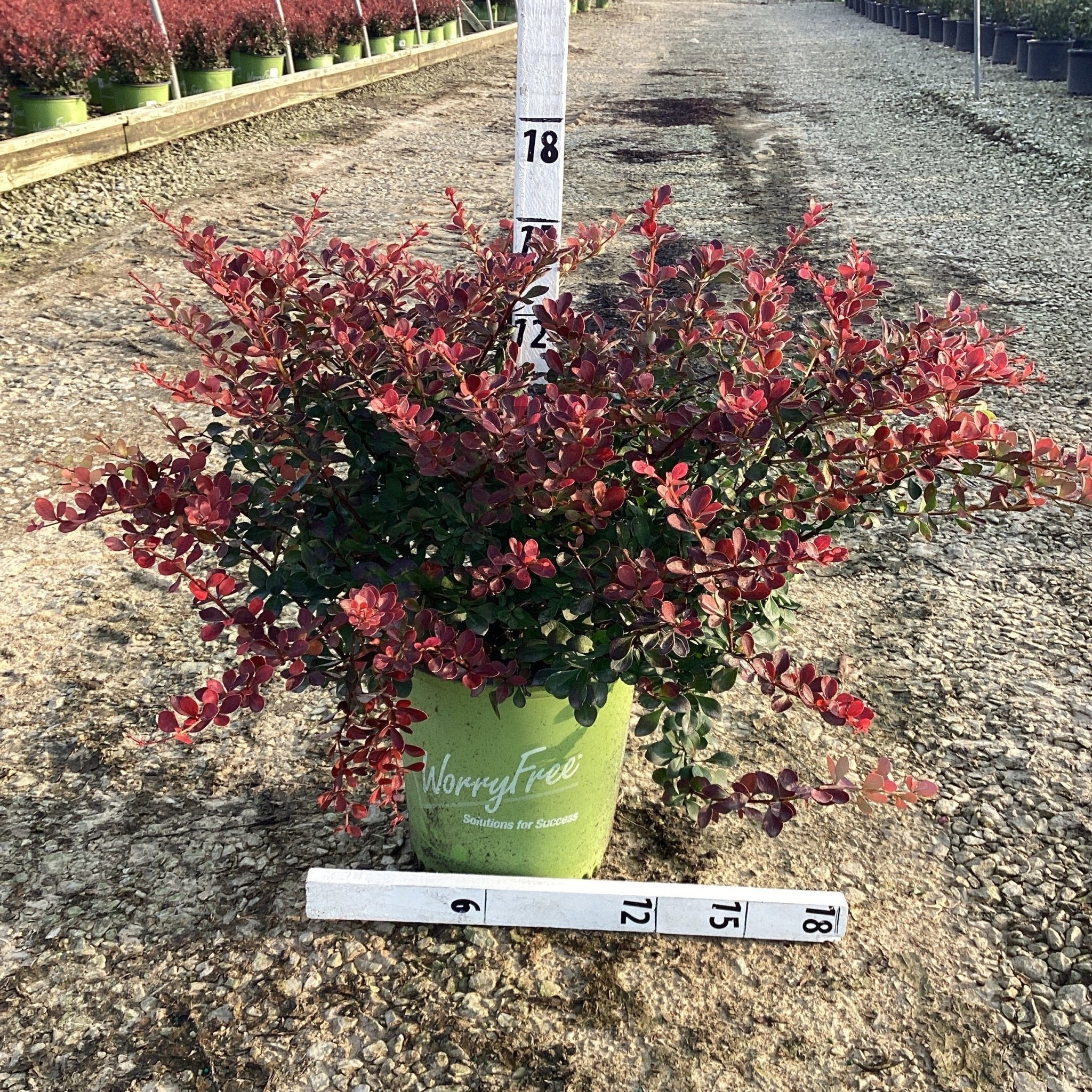 WorryFree® Crimson Cutie® Barberry - Image 3