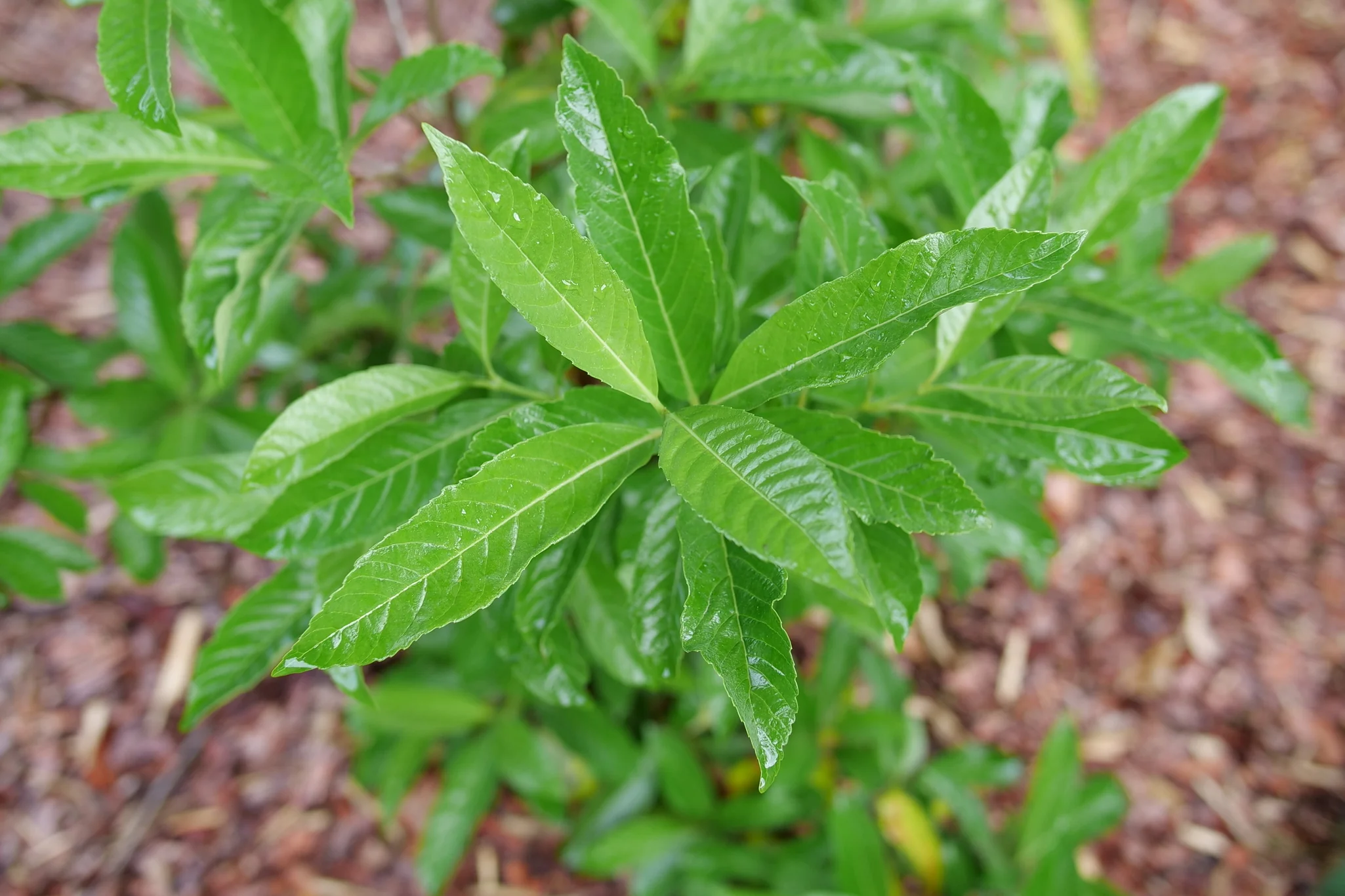 Yardline® Viburnum - Image 3