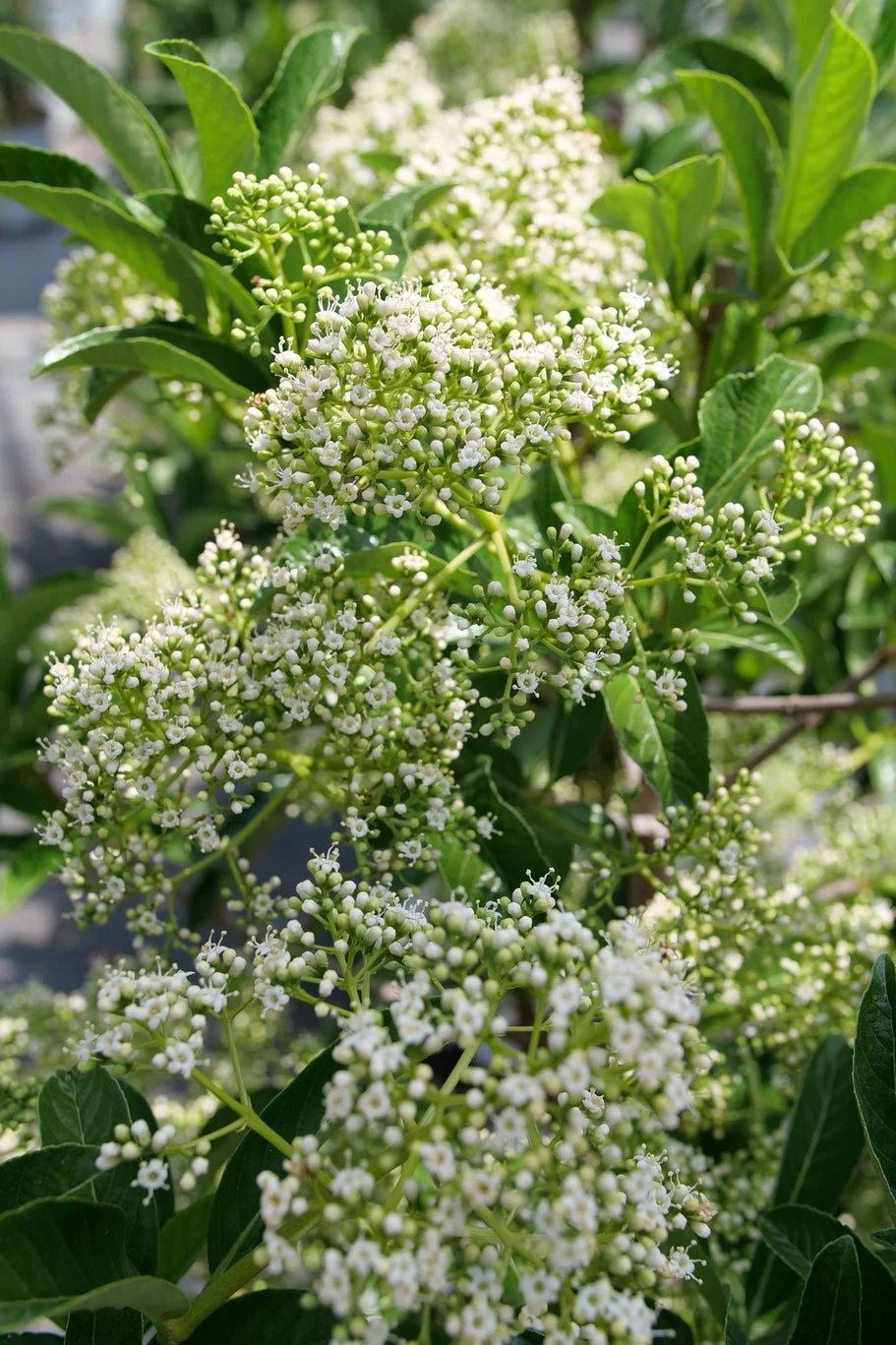 Yardline® Viburnum - Image 4